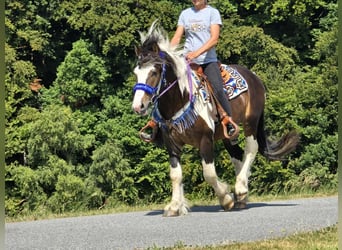 Barockpinto Mix, Wallach, 3 Jahre, 150 cm, Schecke