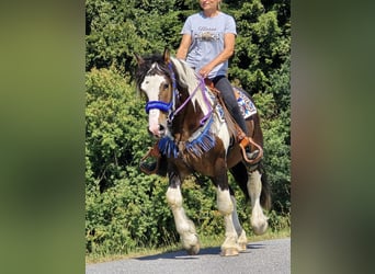 Barockpinto Mix, Wallach, 3 Jahre, 150 cm, Schecke