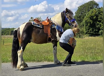 Barockpinto Mix, Wallach, 3 Jahre, 150 cm, Schecke