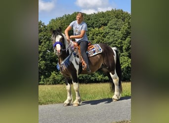 Barockpinto Mix, Wallach, 3 Jahre, 150 cm, Schecke