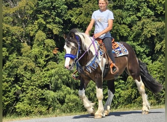 Barockpinto Mix, Wallach, 3 Jahre, 150 cm, Schecke
