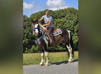 Barockpinto Mix, Wallach, 3 Jahre, 150 cm, Schecke