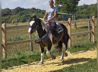 Barockpinto Mix, Wallach, 3 Jahre, 150 cm, Schecke