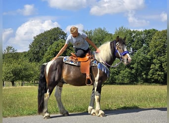 Barockpinto Mix, Wallach, 3 Jahre, 150 cm, Schecke