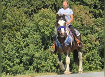 Barockpinto Mix, Wallach, 3 Jahre, 150 cm, Schecke