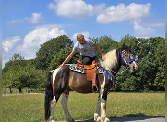 Barockpinto Mix, Wallach, 3 Jahre, 150 cm, Schecke