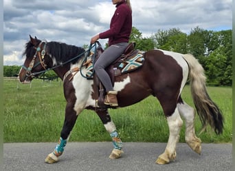 Barockpinto, Wallach, 3 Jahre, 152 cm, Schecke