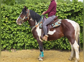 Barockpinto, Wallach, 3 Jahre, 152 cm, Schecke
