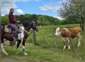 Barockpinto, Wallach, 3 Jahre, 152 cm, Schecke