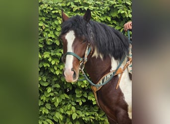 Barockpinto, Wallach, 3 Jahre, 152 cm, Schecke