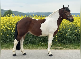 Barockpinto, Wallach, 3 Jahre, 155 cm, Schecke