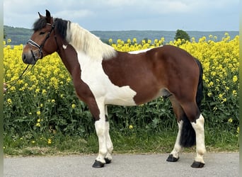 Barockpinto, Wallach, 3 Jahre, 155 cm, Schecke