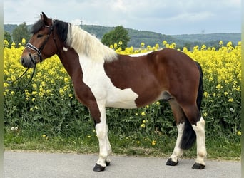 Barockpinto, Wallach, 3 Jahre, 155 cm, Schecke