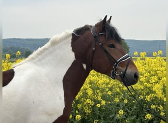Barockpinto, Wallach, 3 Jahre, 155 cm, Schecke