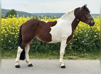 Barockpinto, Wallach, 3 Jahre, 155 cm, Schecke