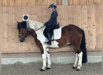Barockpinto, Wallach, 3 Jahre, 155 cm, Schecke