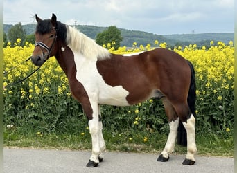 Barockpinto, Wallach, 3 Jahre, 155 cm, Schecke