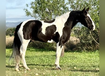 Barockpinto, Wallach, 3 Jahre, 157 cm, Schecke