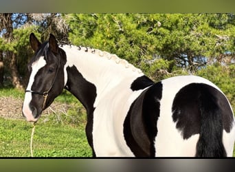 Barockpinto, Wallach, 3 Jahre, 157 cm, Schecke