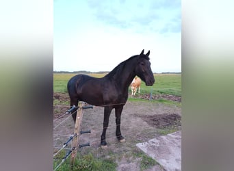 Barockpinto Mix, Wallach, 3 Jahre, 160 cm, Rappe