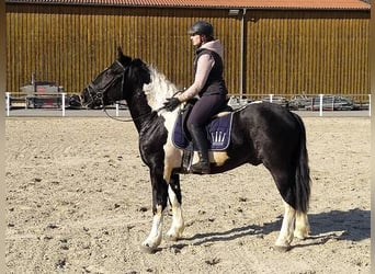 Barockpinto, Wallach, 3 Jahre, 160 cm, Rappe