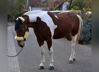 Barockpinto Mix, Wallach, 3 Jahre, 165 cm, Schecke