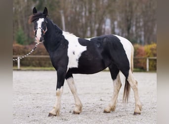 Barockpinto, Wallach, 4 Jahre, 150 cm, Schecke