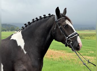 Barockpinto Mix, Wallach, 4 Jahre, 154 cm, Schecke