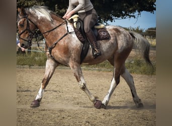 Barockpinto Mix, Wallach, 4 Jahre, 157 cm