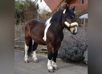 Barockpinto Mix, Wallach, 4 Jahre, 158 cm, Schecke
