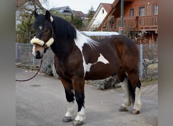 Barockpinto Mix, Wallach, 4 Jahre, 158 cm, Schecke