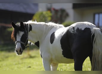 Barockpinto, Wallach, 4 Jahre, 158 cm, Schecke