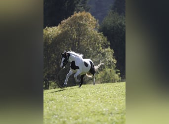 Barockpinto, Wallach, 4 Jahre, 158 cm, Schecke