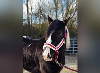 Barockpinto, Wallach, 4 Jahre, 160 cm, Schecke