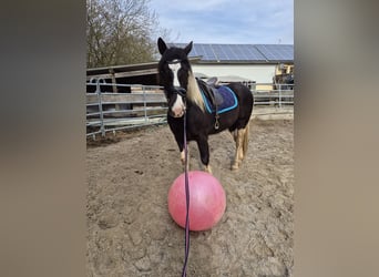 Barockpinto, Wallach, 4 Jahre, 160 cm, Schecke