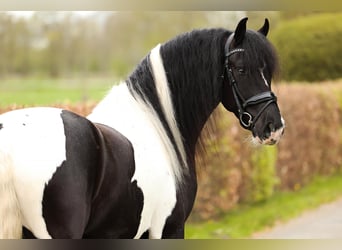 Barockpinto, Wallach, 4 Jahre, 162 cm, Schecke