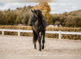 Barockpinto, Wallach, 4 Jahre, Rappe