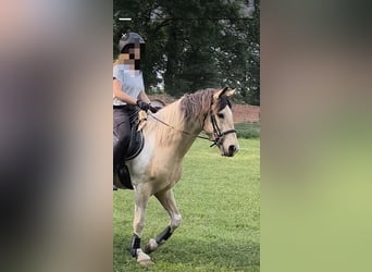 Barockpinto, Wallach, 5 Jahre, 158 cm, Buckskin