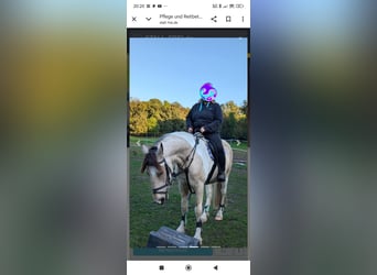 Barockpinto, Wallach, 5 Jahre, 158 cm