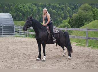 Barockpinto, Wallach, 5 Jahre, 165 cm, Rappe
