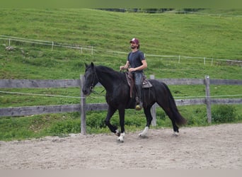 Barockpinto, Wallach, 5 Jahre, 165 cm, Rappe