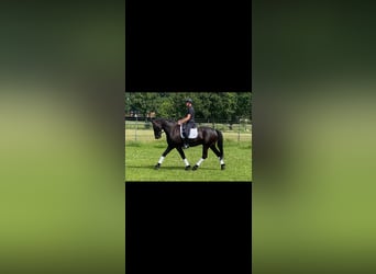 Barockpinto, Wallach, 5 Jahre, 170 cm, Rappe