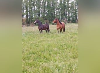 Barockpinto Mix, Wallach, 6 Jahre, 163 cm, Hellbrauner