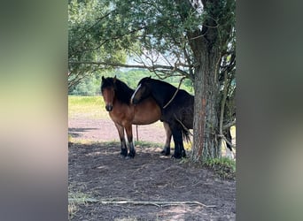Barockpinto Mix, Wallach, 6 Jahre, 163 cm, Hellbrauner