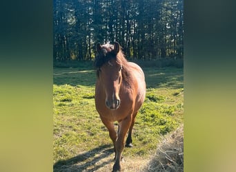 Barockpinto Mix, Wallach, 6 Jahre, 163 cm, Hellbrauner
