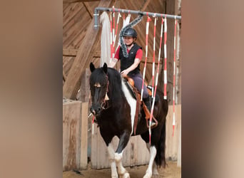 Barockpinto, Wallach, 6 Jahre, 165 cm, Schecke