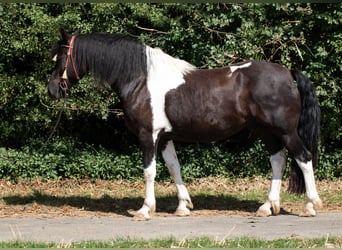 Barockpinto, Wallach, 6 Jahre, 165 cm, Schecke