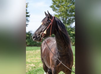 Barockpinto, Wallach, 6 Jahre, 165 cm, Schecke