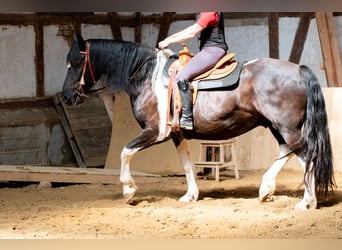 Barockpinto, Wallach, 6 Jahre, 165 cm, Schecke