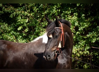 Barockpinto, Wallach, 6 Jahre, 165 cm, Schecke